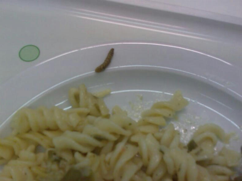 Worm on a plate with noodles